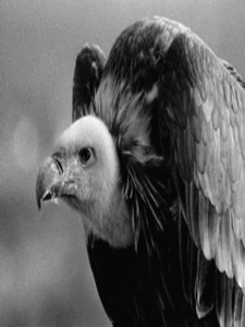 Gif animé vautour regarde
